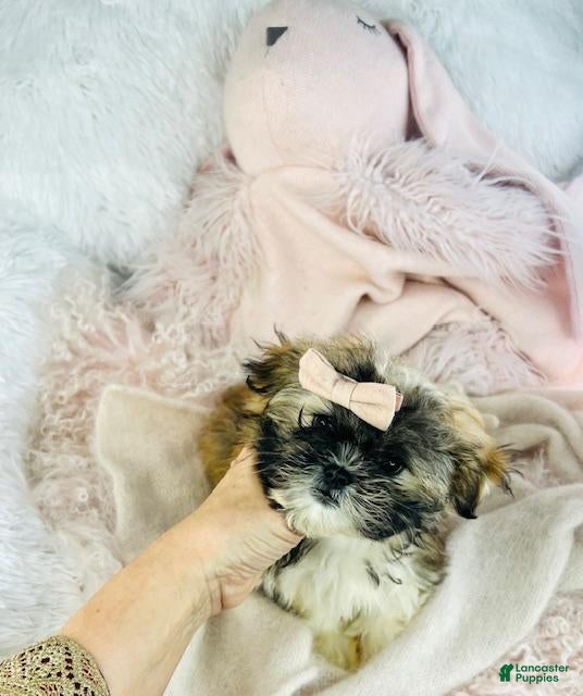 Shih Tzu dogs Shih Tzu Puppy 1 - Ad 42