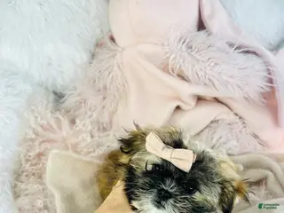 Shih Tzu dogs Shih Tzu Puppy 1 - Ad 41