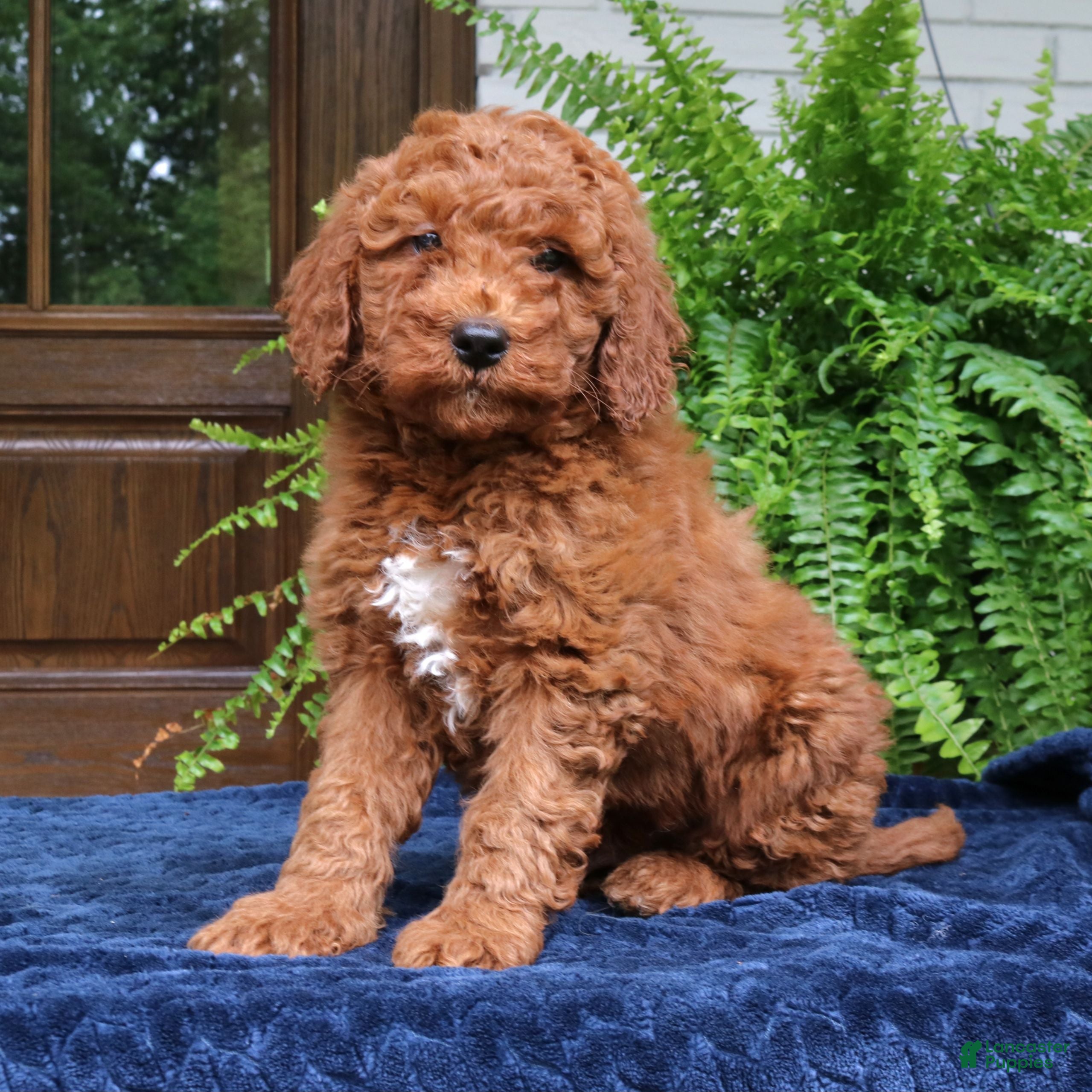 Mini Goldendoodle dogs Henry  - Ad 2