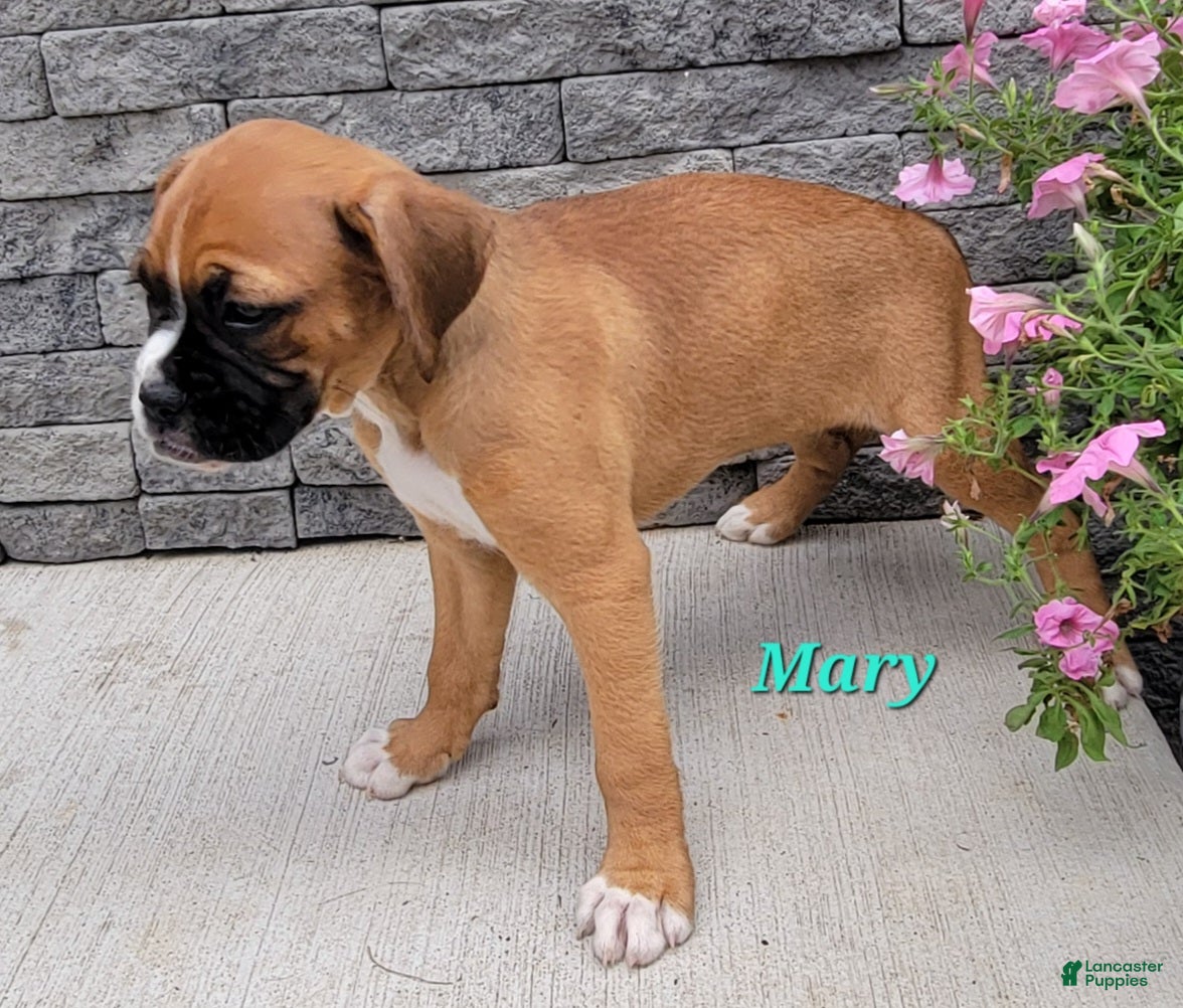 Boxer dogs Mary - Ad 1