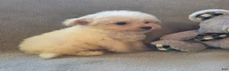 Maltipoo dogs for sale: Logan - Ad 8
