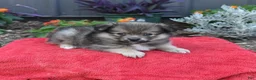 Pomeranian dogs for sale: Hero - Ad 4