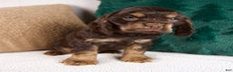 Cocker Spaniel dogs for sale: Rusty - Ad 7