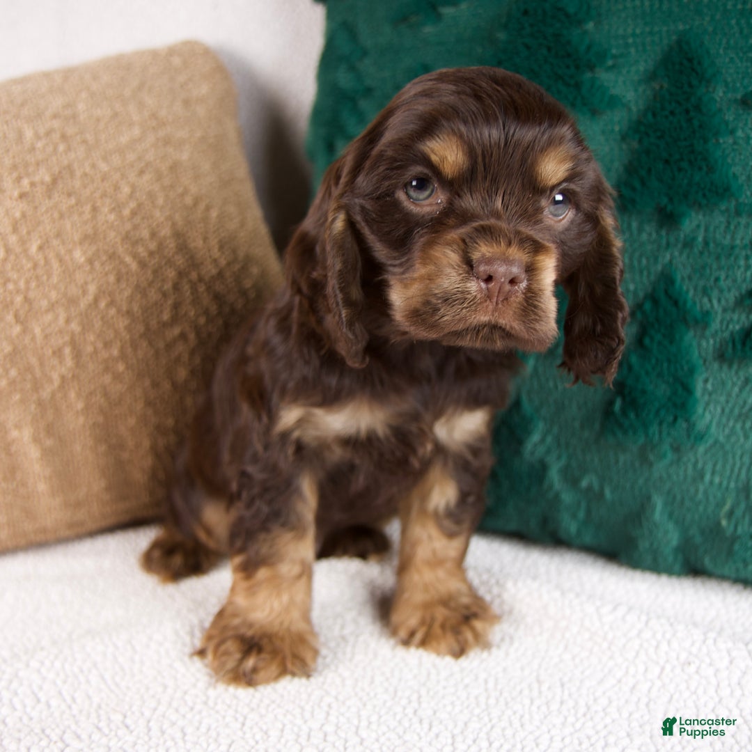 Cocker Spaniel dogs for sale: Rusty - Ad 7