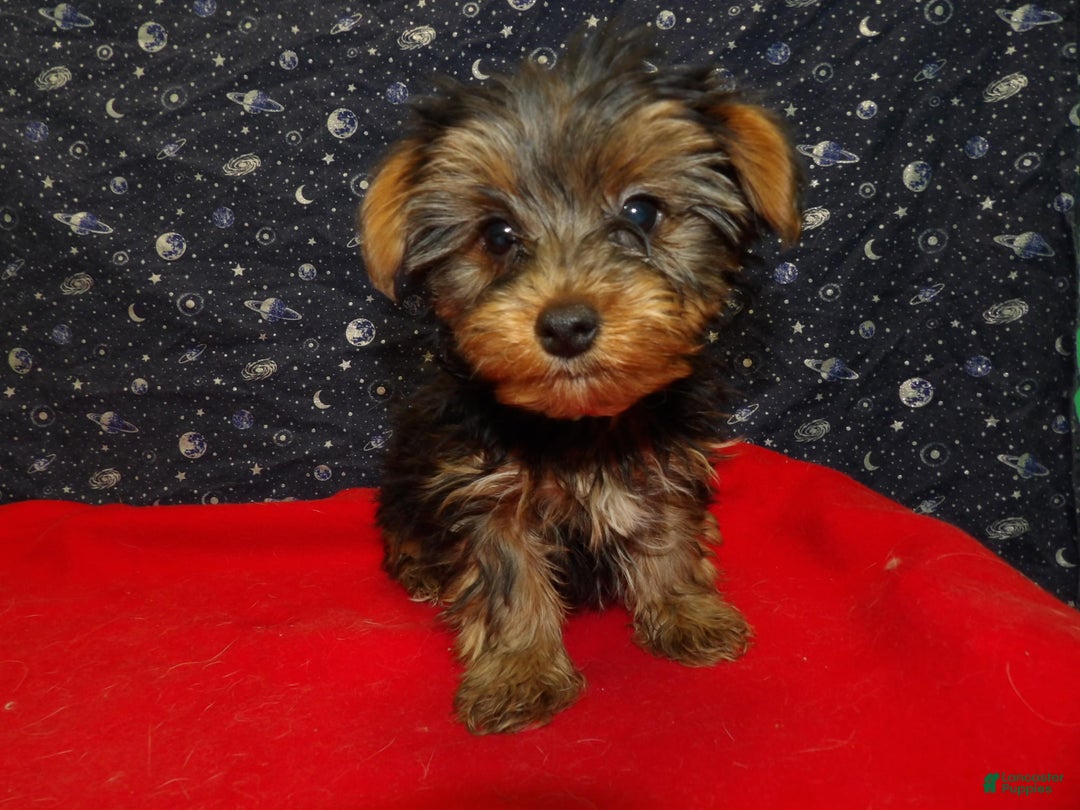 Yorkshire Terrier dogs for sale: Jade - Ad 3