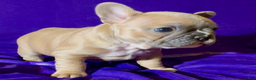 French Bulldog dogs for sale: Pernell - Ad 3