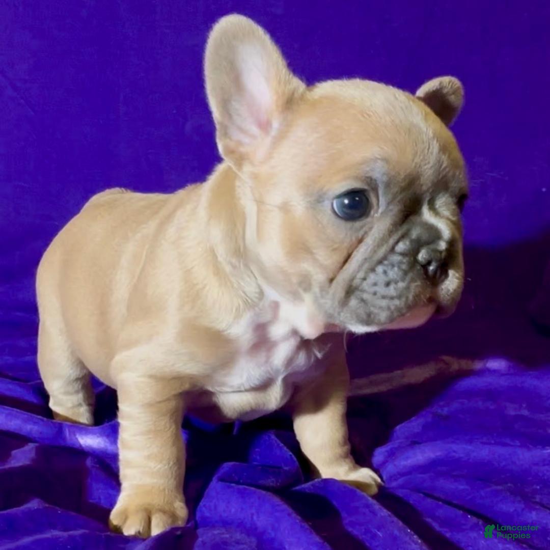 French Bulldog dogs for sale: Pernell - Ad 3