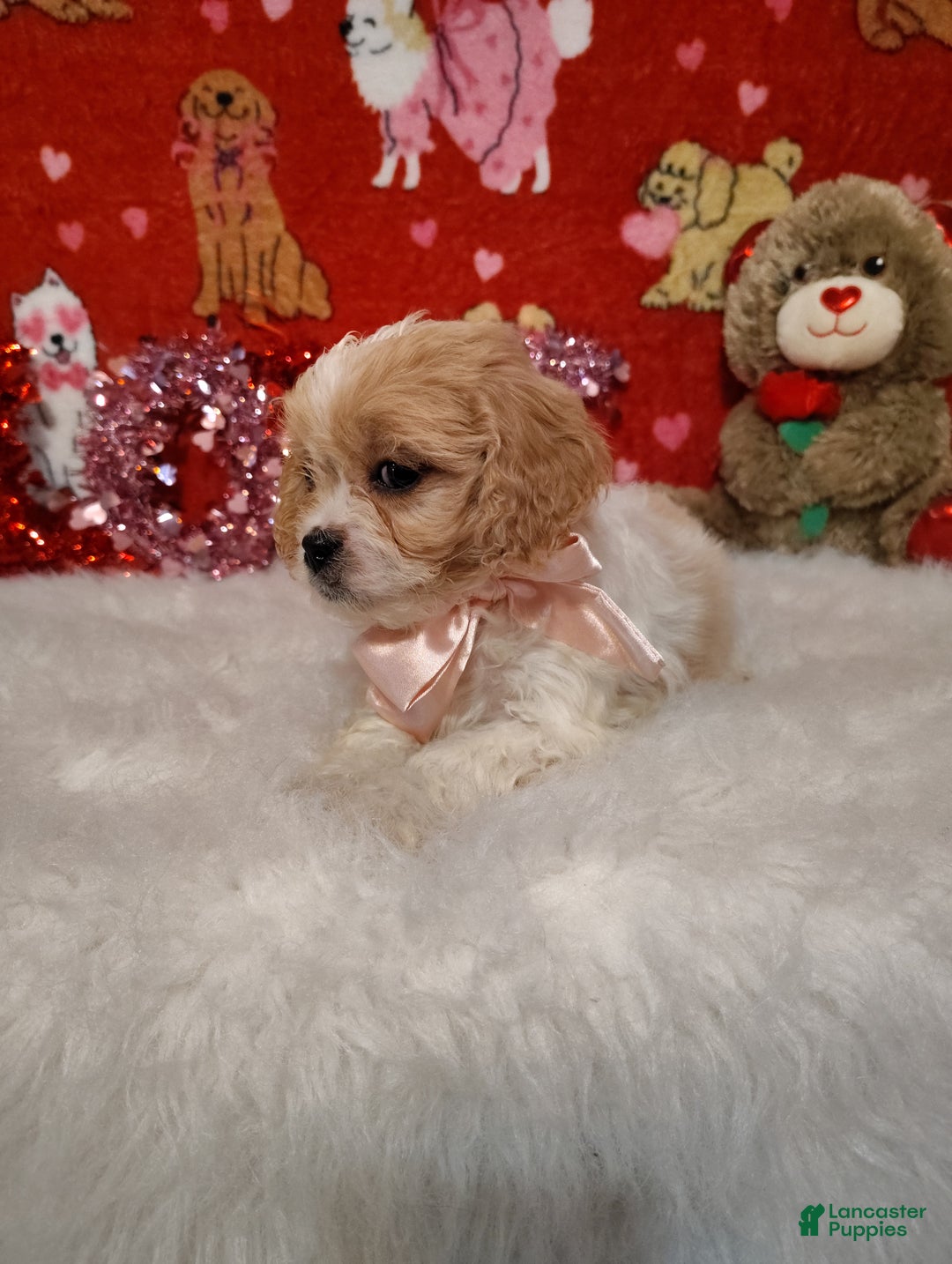 Cavapoo dogs for sale: Stella - Ad 2