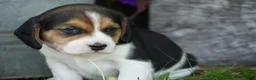 Beagle dogs for sale: Ranger - Ad 4
