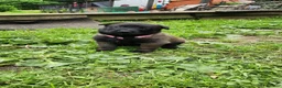 Belgian Malinois dogs for sale: Raven - Ad 1