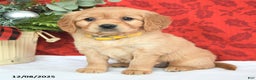 Miniature Golden Retriever dogs for sale: Joy - Ad 3