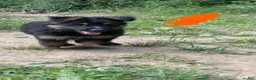 German Shepherd dogs for sale: Long Coat German Shepherd- Orange Female - Ad 3