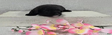 Blossom