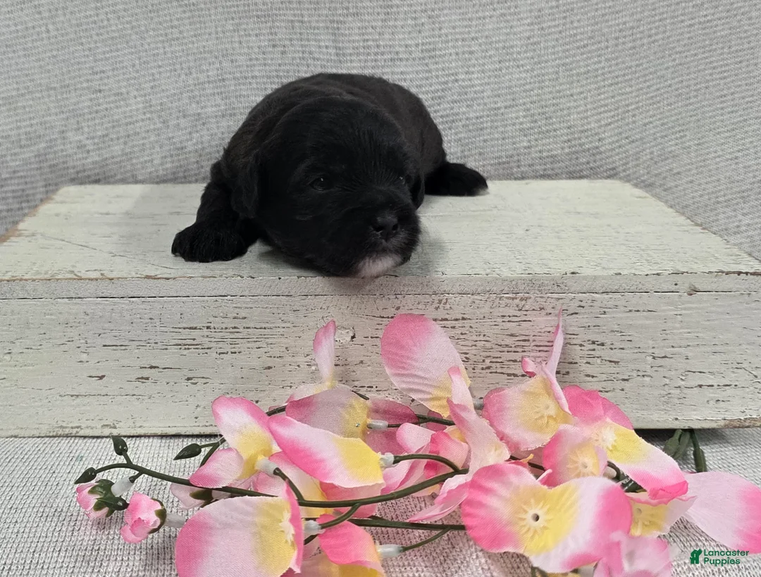 Shihpoo dogs for sale: Blossom - Ad 1