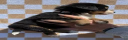 Bernese Mountain Dog dogs for sale: Wildflower - Ad 3