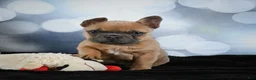 French Bulldog dogs for sale: April - Ad 3