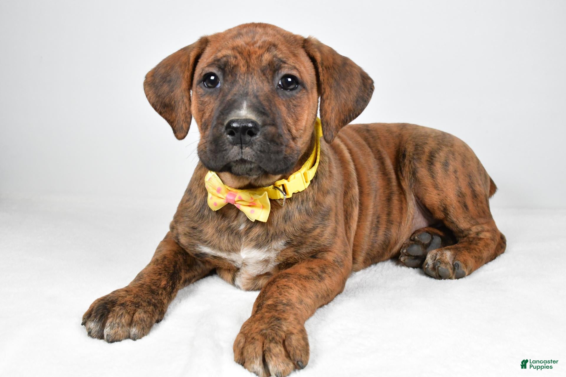 Boxer dogs for sale: Rusty Boxer mix - Ad 2