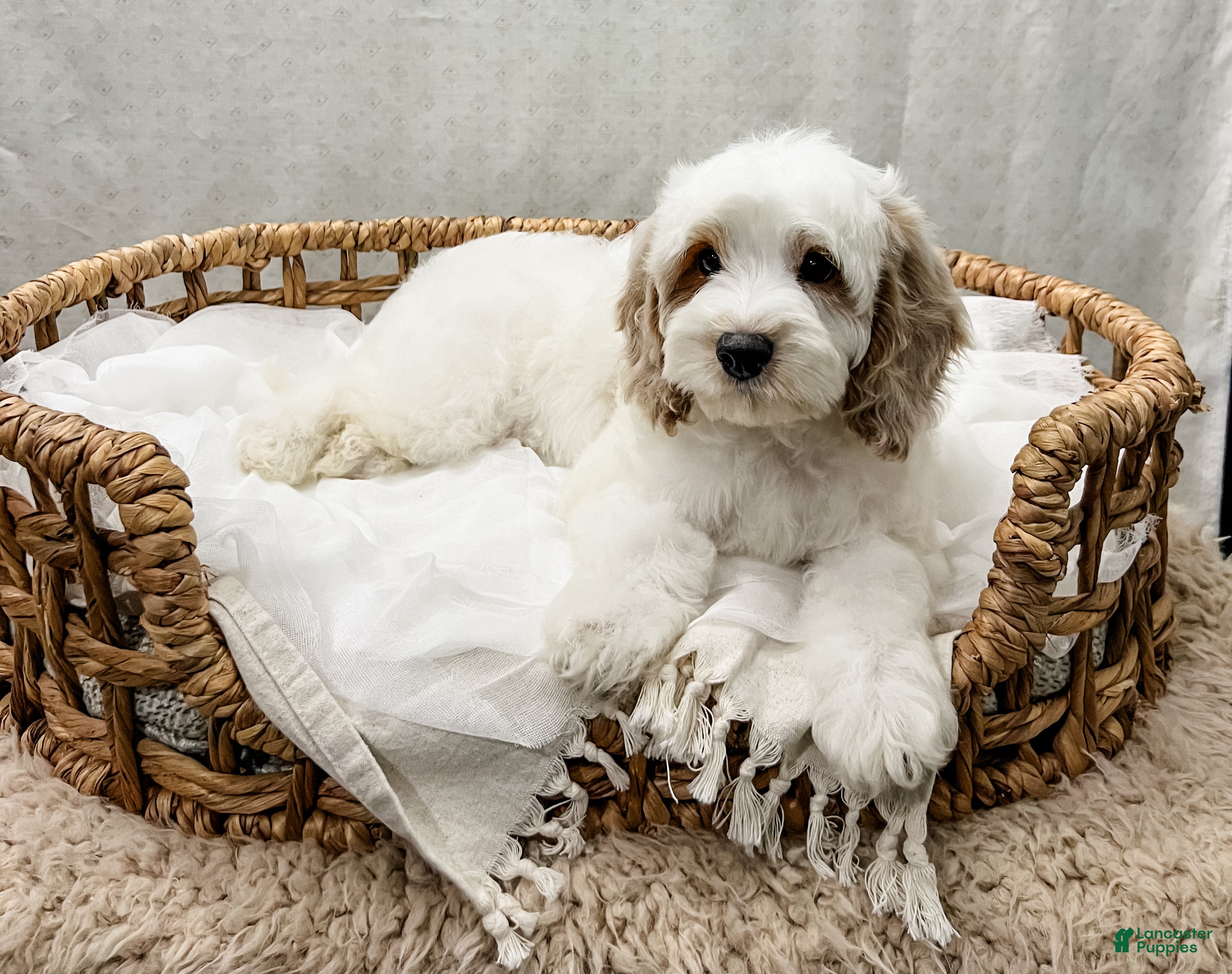 Cavapoo dogs for sale: Slade - Ad 2