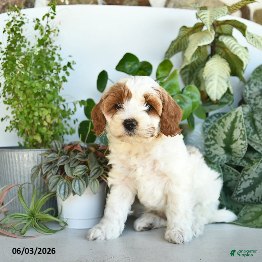 Cavapoo dogs for sale: Lucy  - Ad 3