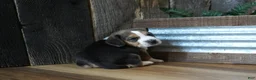 Beagle dogs for sale: Sampson - Ad 3