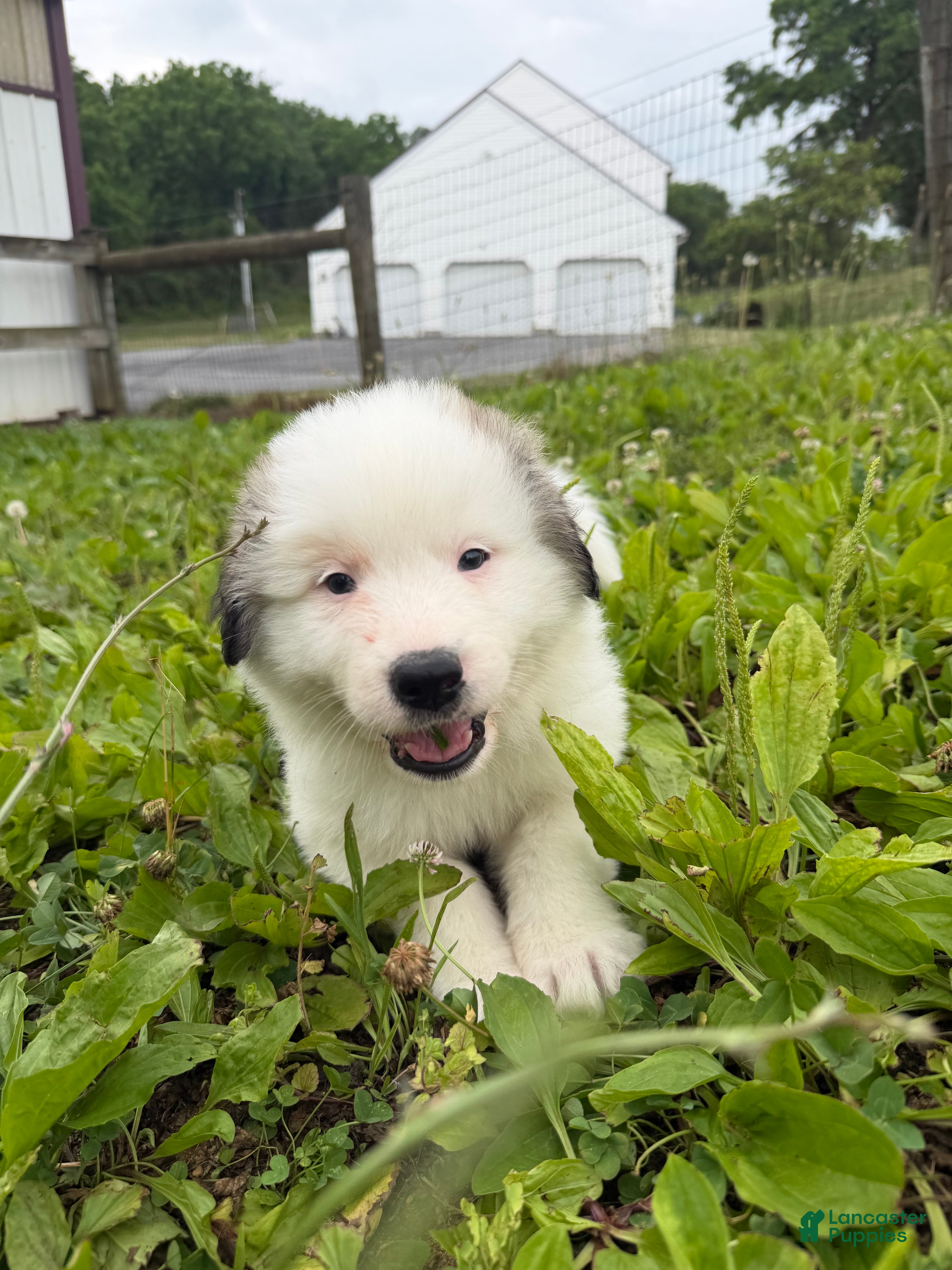 Great Pyrenees dogs Orange  - Ad 14