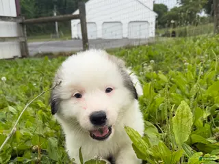 Great Pyrenees dogs Orange - Ad 13