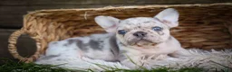 French Bulldog dogs for sale: 🐾 Meet Knox — A Happy Little Frenchie with Plenty of Love to Give! 🐾 - Ad 3