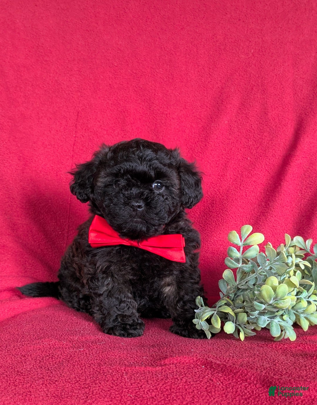 Shihpoo dogs for sale: Collin - Ad 1