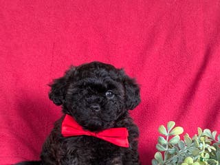 Shihpoo dogs Collin - Ad 33