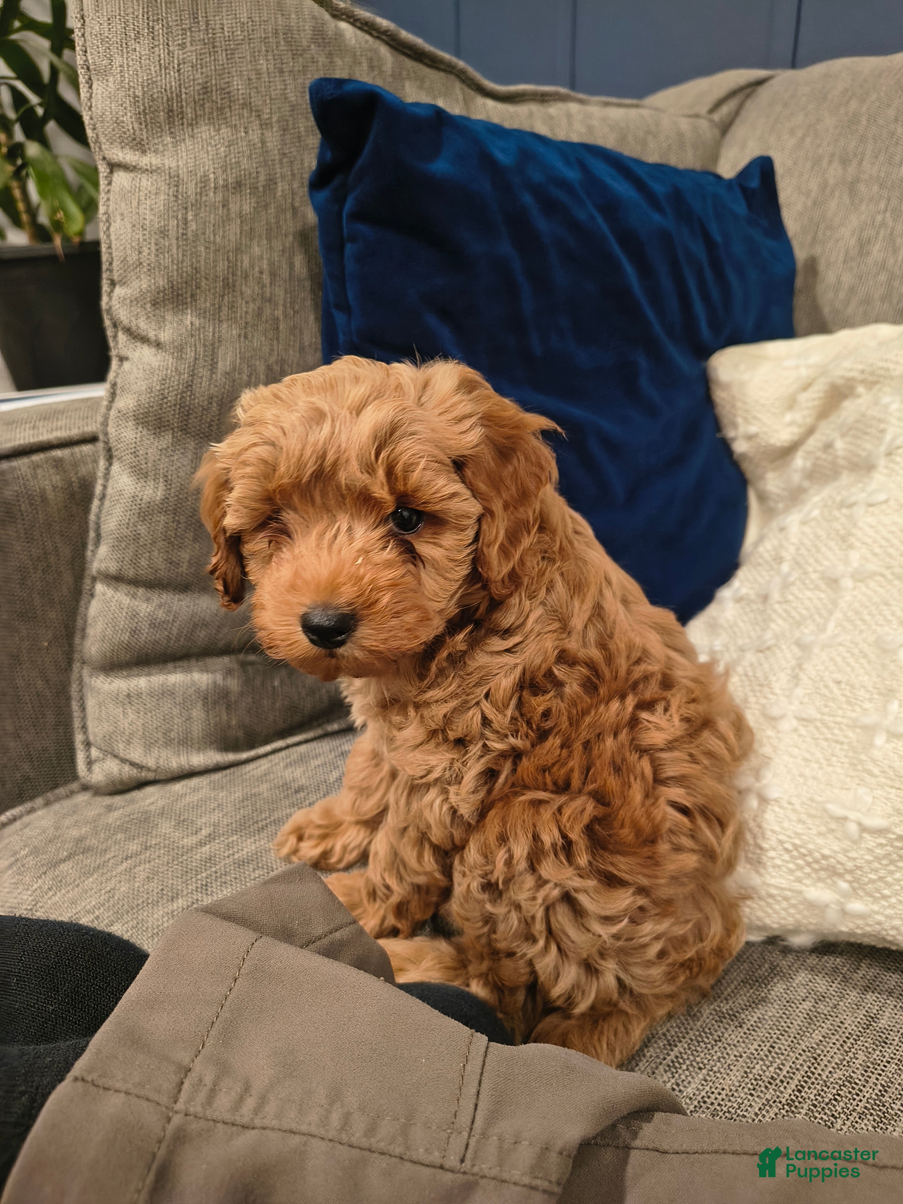 Cockapoo dogs Bear  - Ad 2
