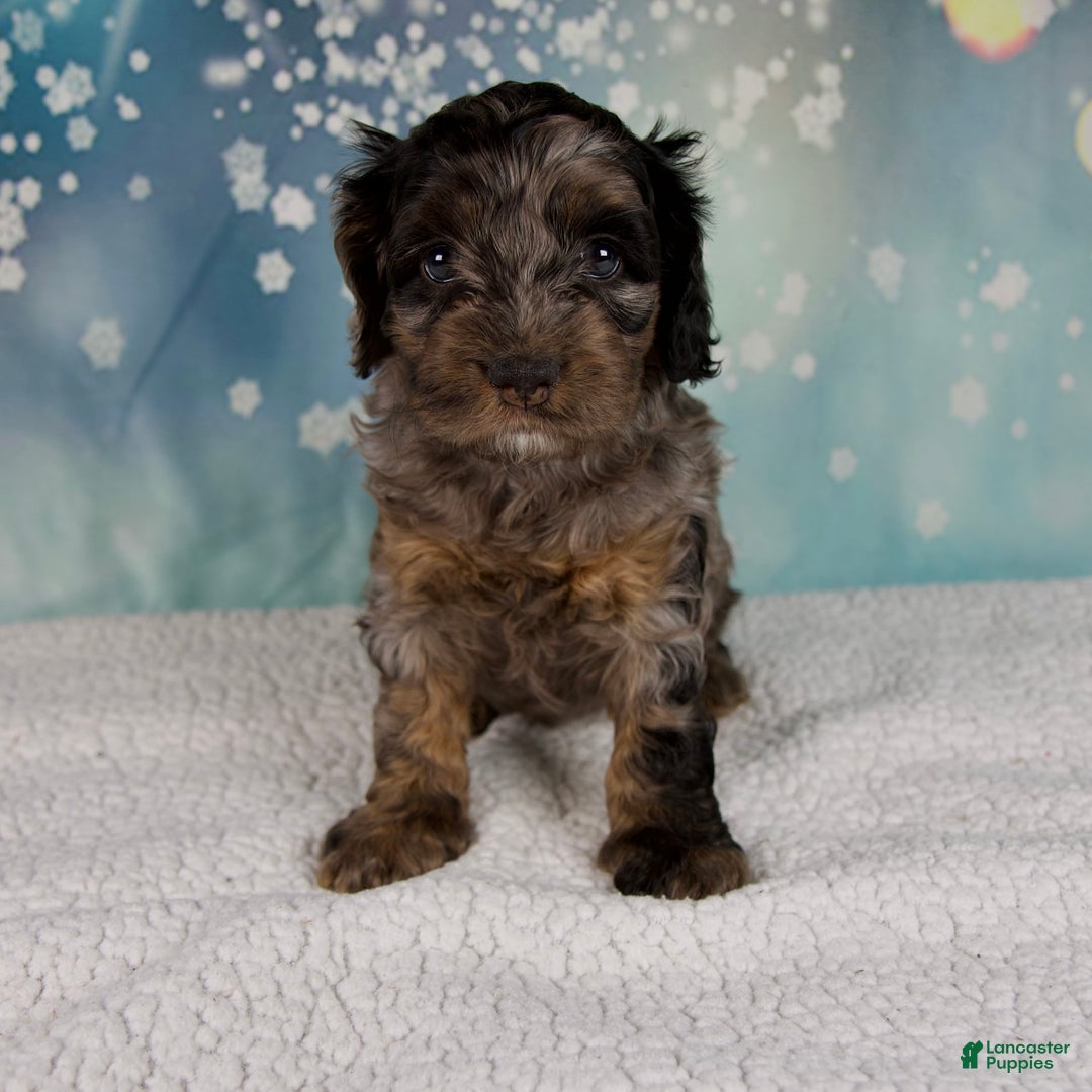 Cockapoo dogs for sale: Callie - Ad 6