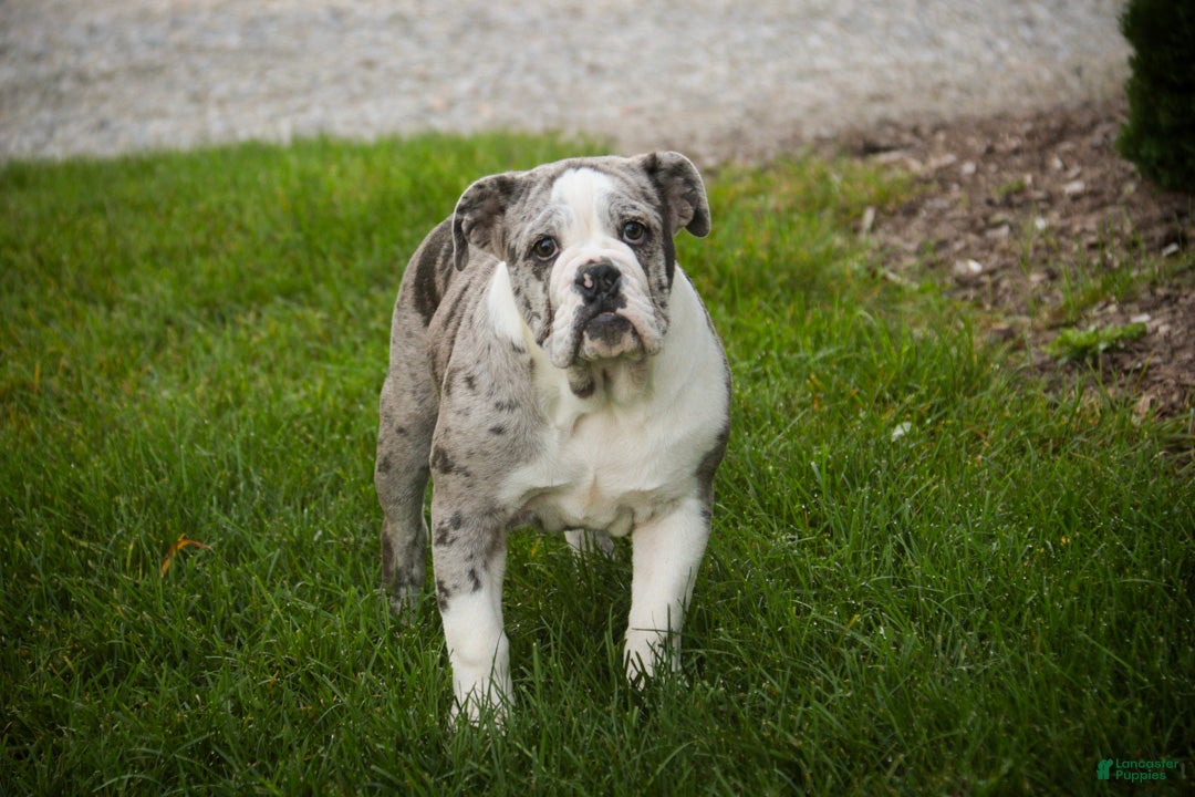 English Bulldog dogs for sale: Splendor English Bulldog crate trained and leash trained - Ad 1