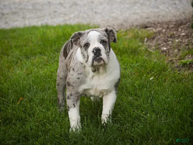 English Bulldog dogs for sale: Splendor English Bulldog crate trained and leash trained - Ad 1