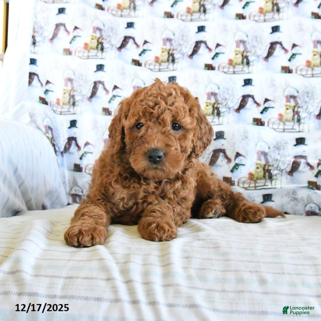 Mini Goldendoodle dogs for sale: Frosty - Ad 2
