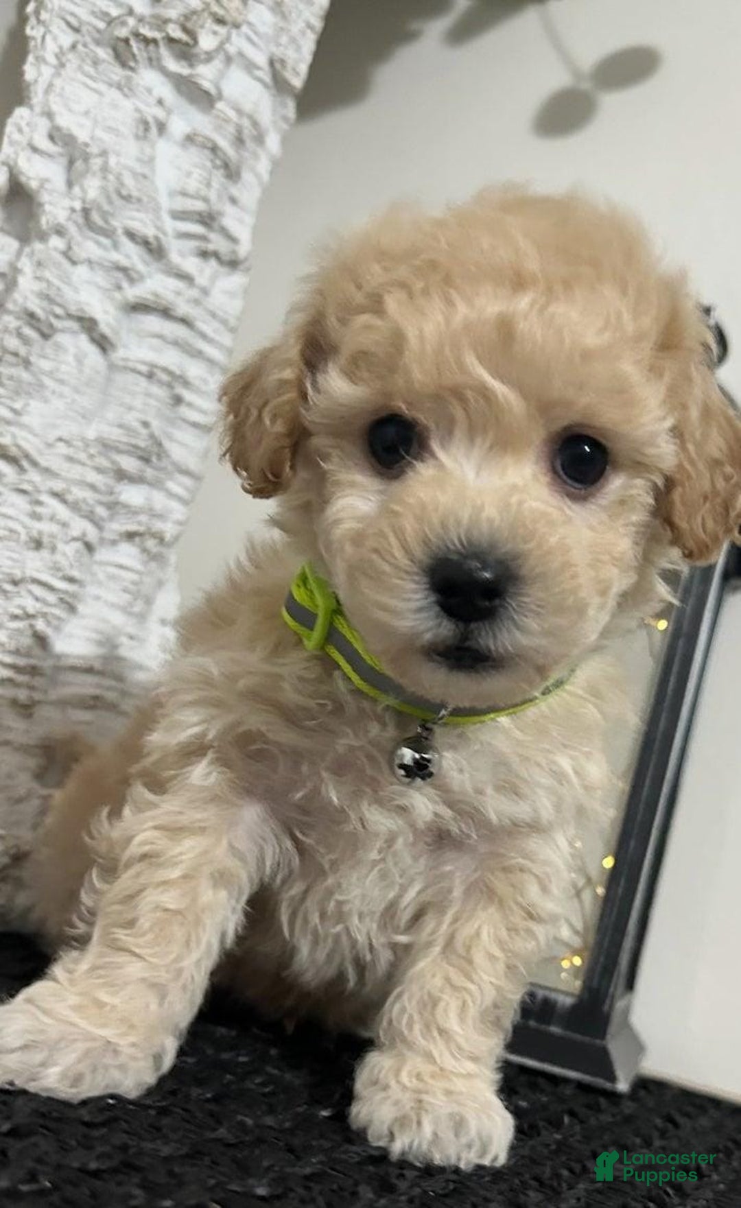 Maltipoo dogs for sale: Hansom - Ad 1