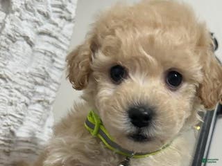 Maltipoo dogs Hansom - Ad 23