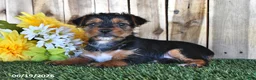 Yorkshire Terrier dogs for sale: Beau - Ad 1