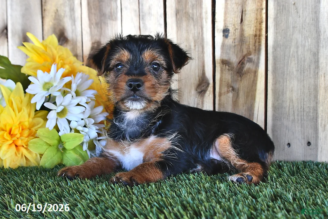 Yorkshire Terrier dogs for sale: Beau - Ad 1