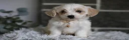Maltipoo dogs for sale: Cosmo - Ad 6