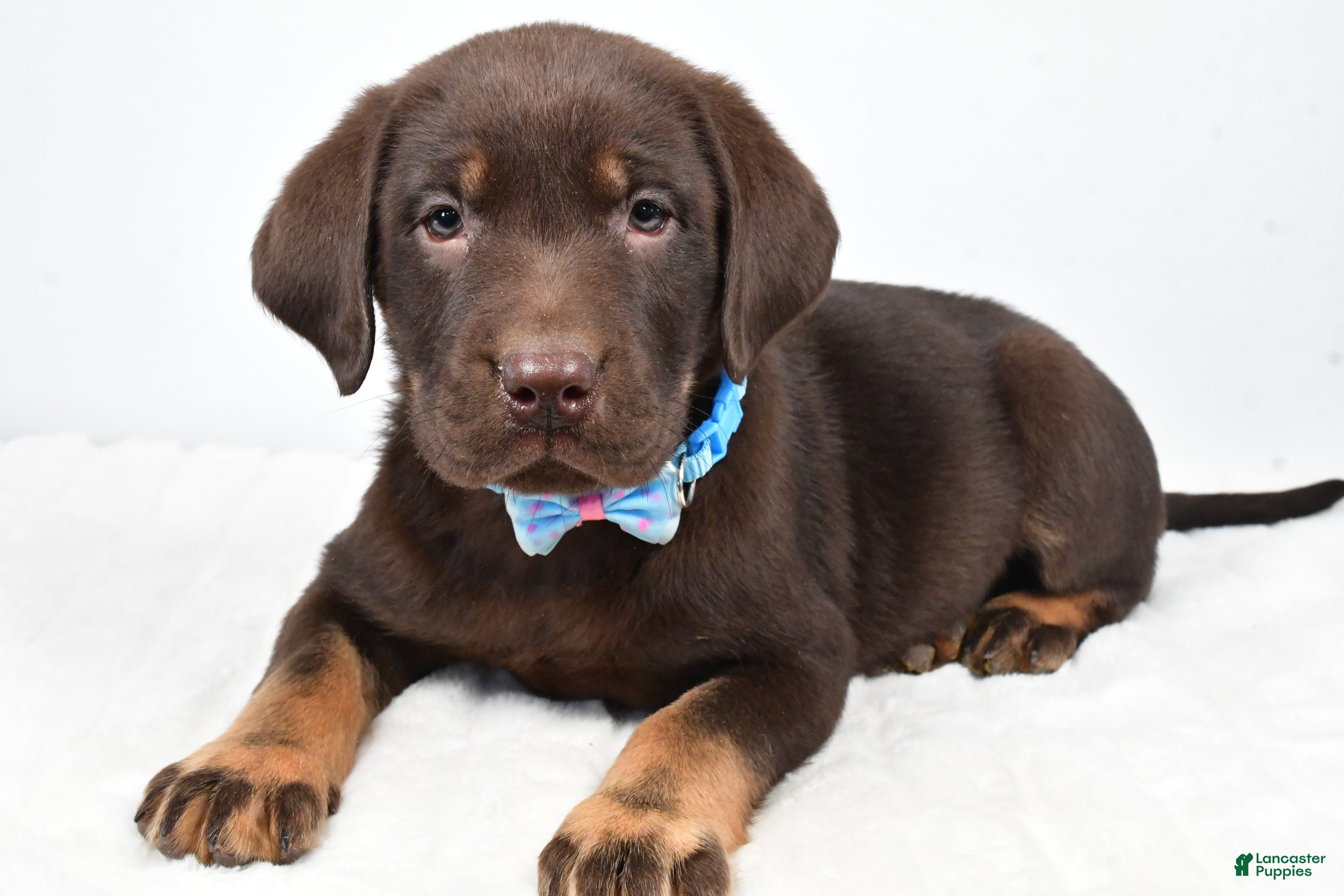 Labrador Retriever dogs Mac - Ad 21