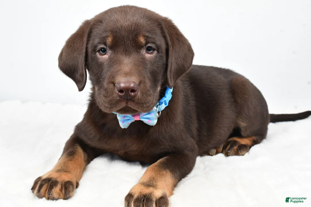 Labrador Retriever dogs for sale: Mac - Ad 1