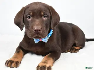 Labrador Retriever dogs Mac - Ad 21