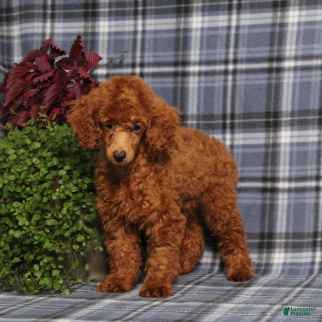Miniature Poodle dogs CJ - Ad 2