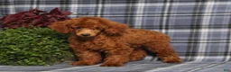 Miniature Poodle dogs for sale: CJ - Ad 2