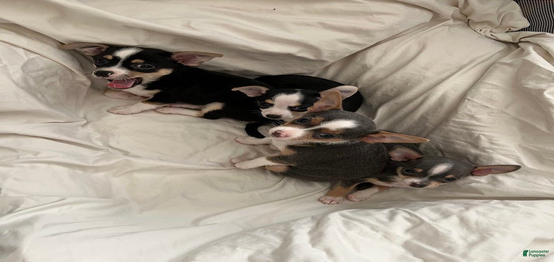 Gallery Image {{count}}