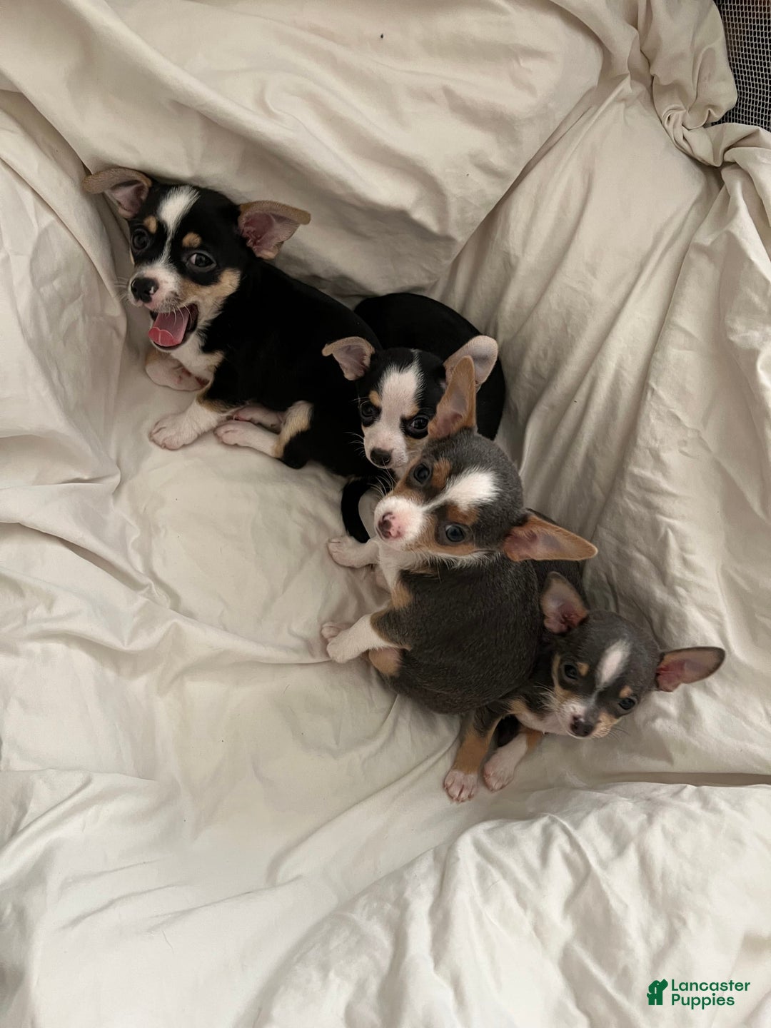 Gallery Image {{count}}