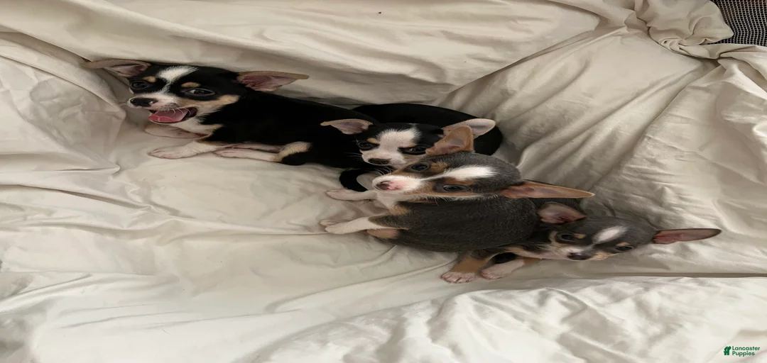 Gallery Image {{count}}