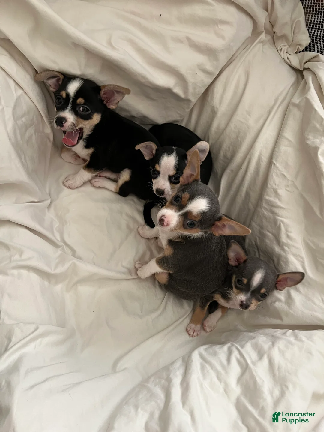 Gallery Image {{count}}