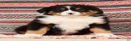Australian Shepherd dogs for sale: Trooper - Ad 6