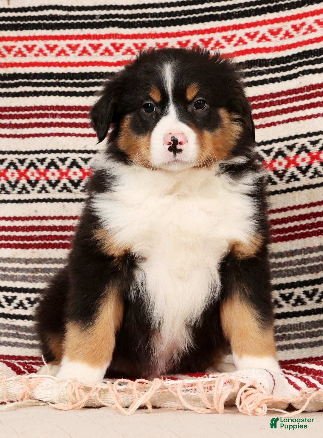 Australian Shepherd dogs for sale: Trooper - Ad 6